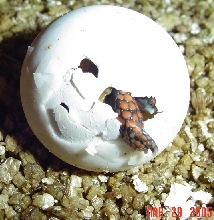 PEEK-A-BOO REDFOOT HATCHLING