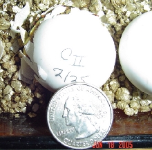 Quarter COLOMBO