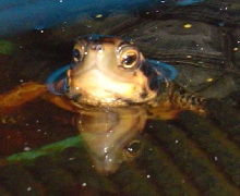 Spotted turtle "reflect"