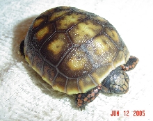 Face of 111 day hatchling