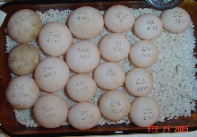 Redfoot tortoise EGGS
