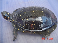 STAR FEMALE SPOT