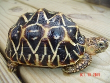 Star Tortoise