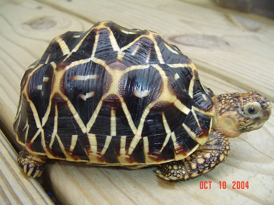 Star Tortoise