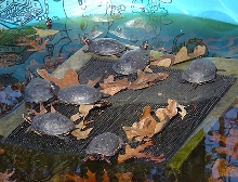 Spotted turtles sunning