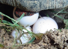Redfoot Tortoise Depositing Egg II