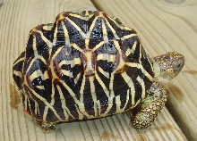 Star Tortoise