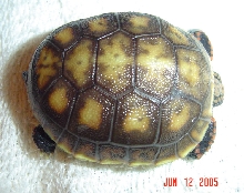 111 day Redfoot Hatchling