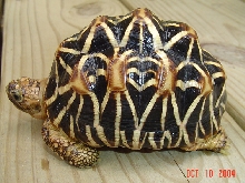 Star Tortoise