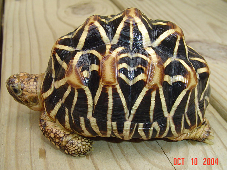 Star Tortoise