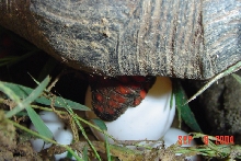 Redfoot Tortoise Depositing Egg I