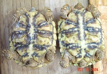 Leopard tortoise YEARLING pair???