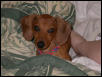 Princess Savannah