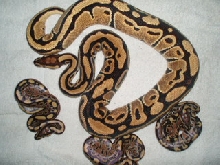 #2 05 female with 06 babies
