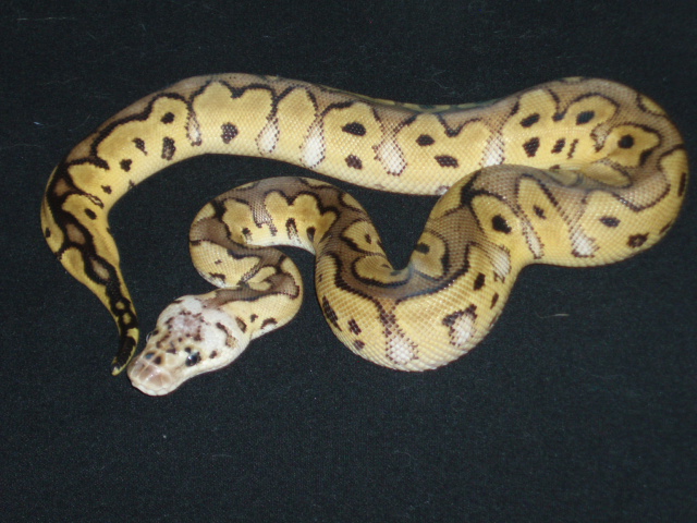 ball pythons