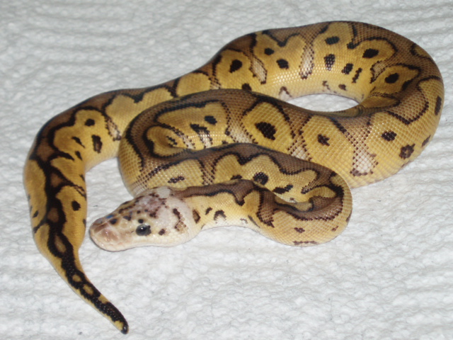 ball pythons