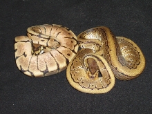 ball pythons