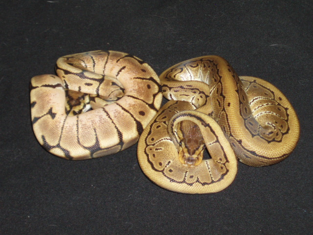 ball pythons