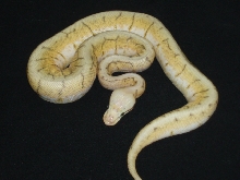 ball pythons