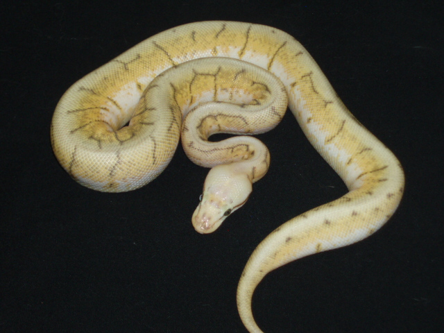 ball pythons