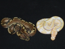 Albino