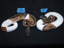 ball pythons