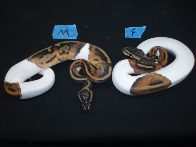 ball pythons