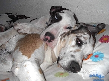 Renee's Playpen of Gentle Giants