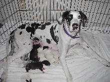 Renee's Playpen of Gentle Giants