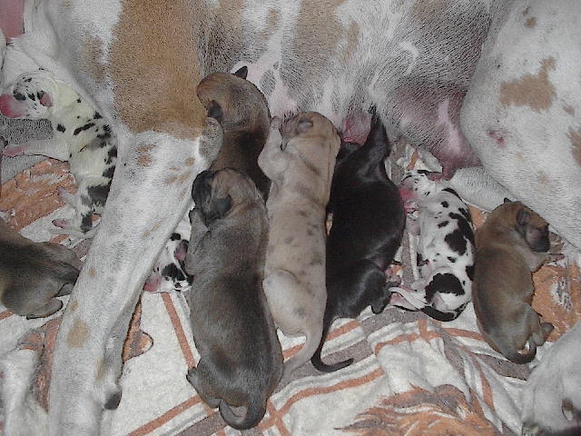 Renee's Playpen of Gentle Giants