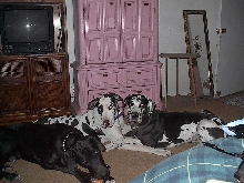 Renee's Playpen of Gentle Giants