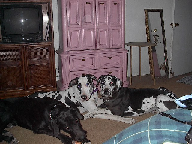 Renee's Playpen of Gentle Giants