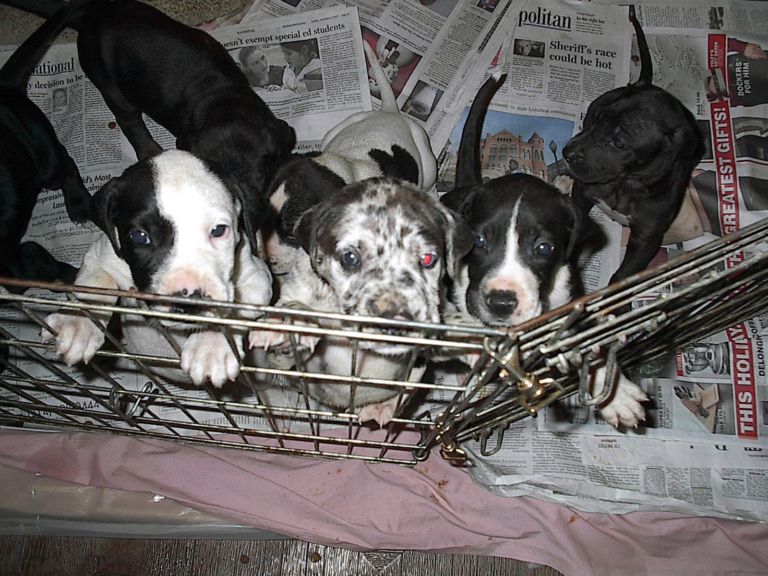 Renee's Playpen of Gentle Giants