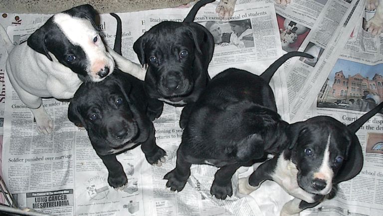 Renee's Playpen of Great Danes