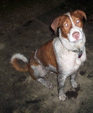 Dirty Dog