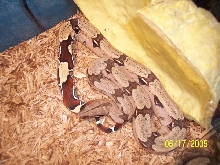 C.B. Marajo, Guyana BCC 1 of the best around