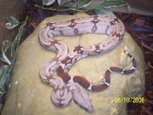 Better Pic of my '05 Pokigron, local Suriname B.C.C. from Rio Bravo