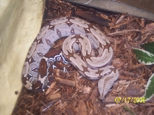 C.B.B. '05 Pokigron, Suriname B.C.C. he's VERY dark in this photo