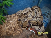 CBB '03 Belknap suriname and CBB'04 Marajo, Guyana females cuddling.