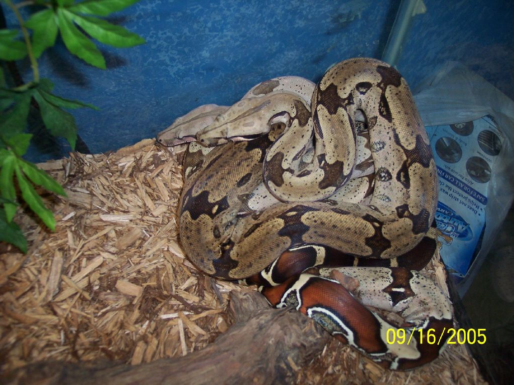 CBB '03 Belknap suriname and CBB'04 Marajo, Guyana females cuddling.