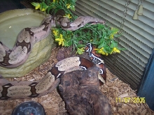 c.b. '03 female Marajo, Guyana local BCC