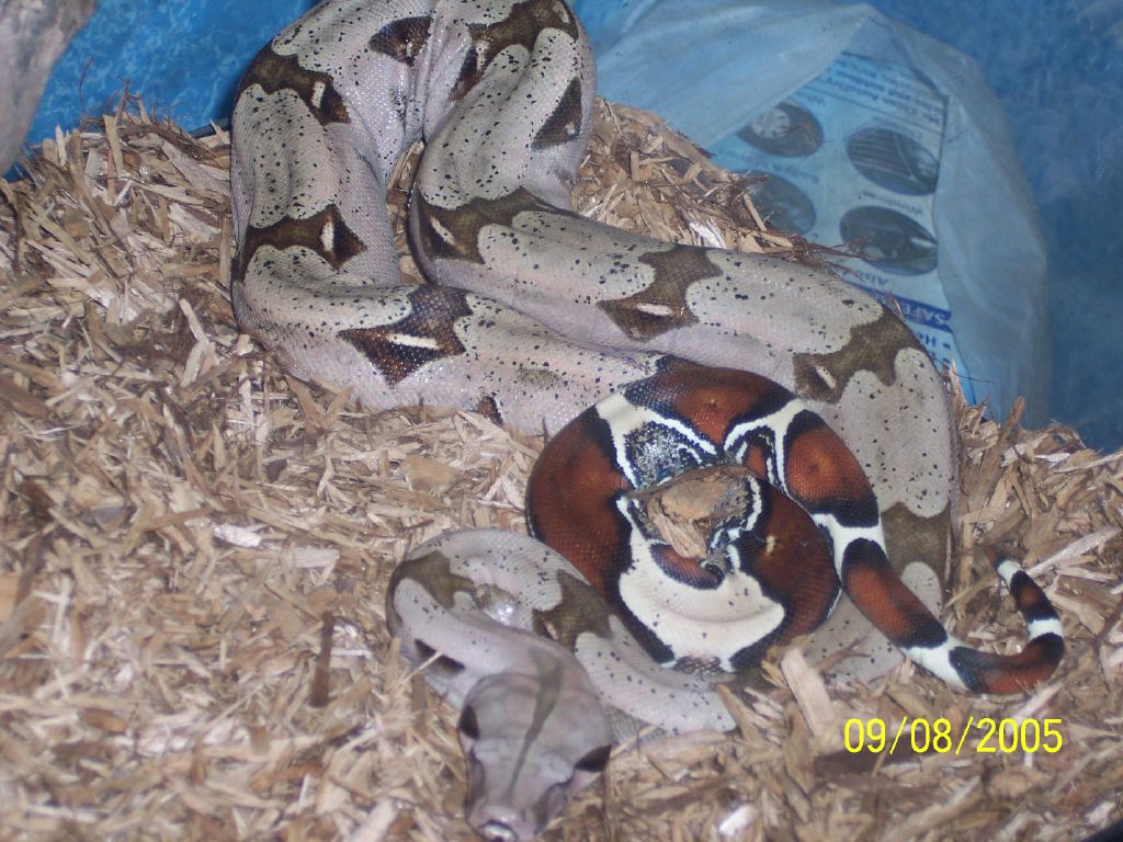 CBB '04 Marajo, Guyana BCC