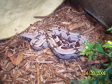 '05 Male Pokigron, Suriname produced by Gus at RioBravo Reptiles
