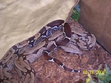 Pokigrion, suriname B.C.C. looking VERY dark in this pic but, getting moe c