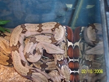 Some what better pic of my Marajo, Guyana female