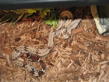 Pokigron, Suriname BCC isnt he purty...