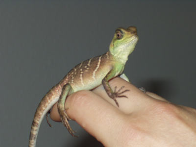 Ryu at 10 weeks