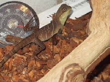 water dragon  cage
