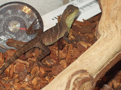 water dragon  cage