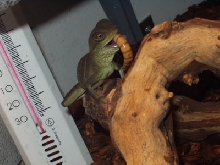 ryu eating first superworm